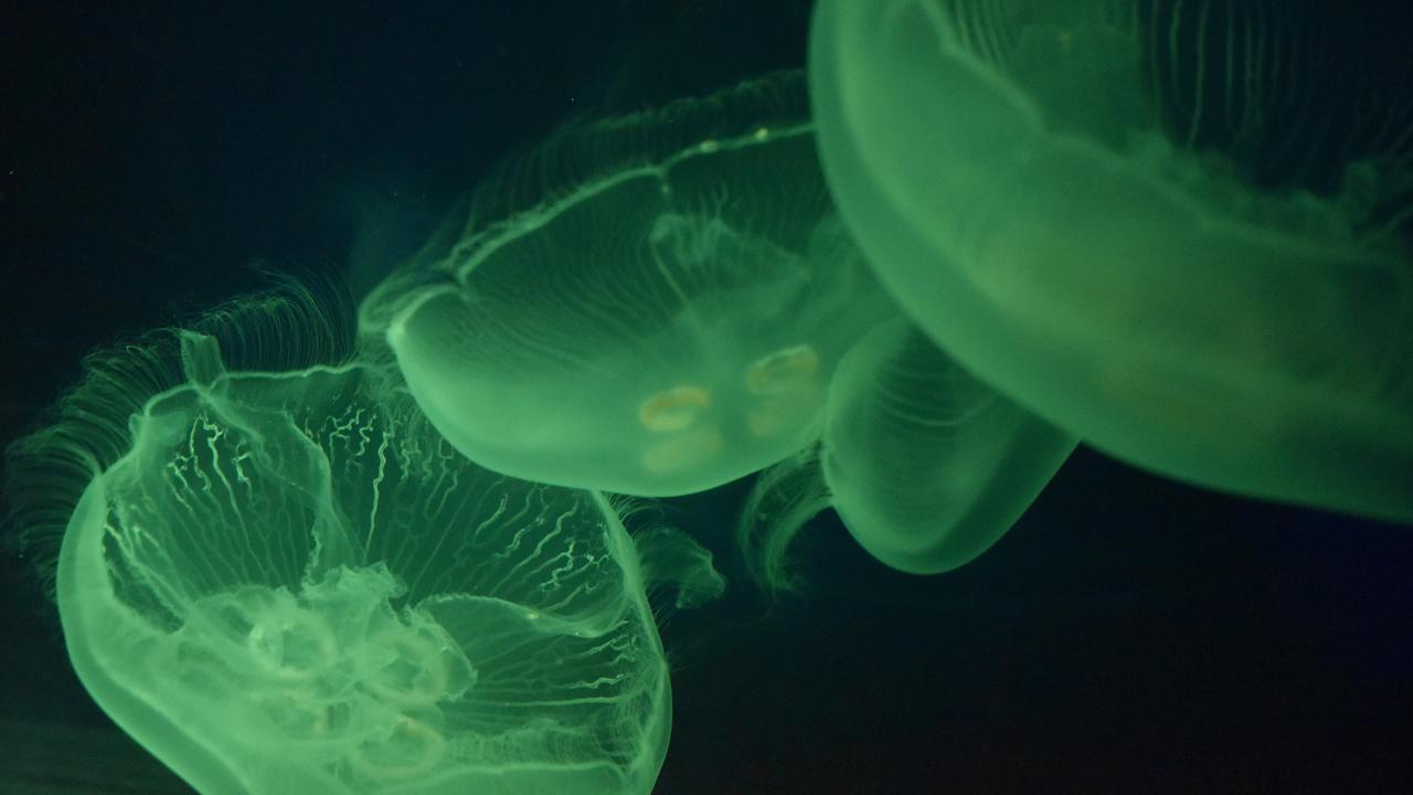 Moon jellyfish. Picture: Sea Life