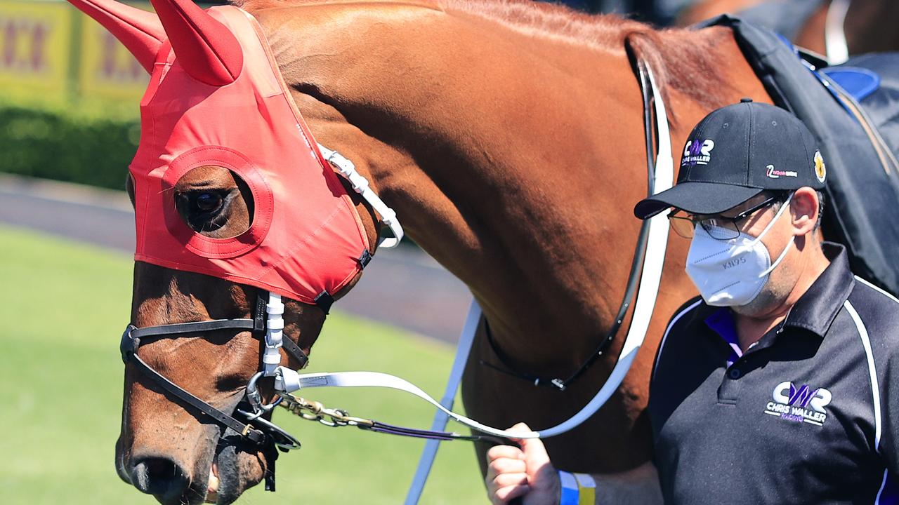 Nature Strip is currently the favourite for the race. Photo by Mark Evans/Getty Images