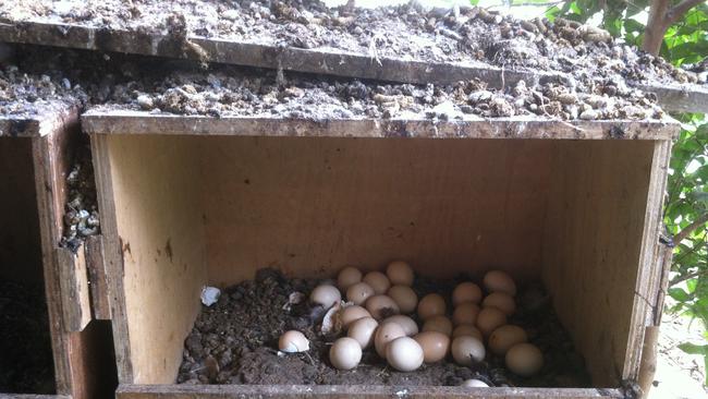 A cat enclosure used as a chicken coop, left 20 rotten eggs and didn't clean out the built up chicken excrement. Picture: supplied 