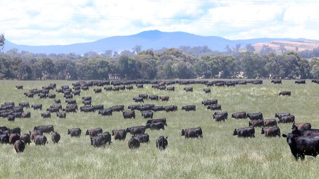 The Manning family’s Angus cattle herd turns off big numbers of weaner cattle each summer. Picture: Yuri Kouzmin