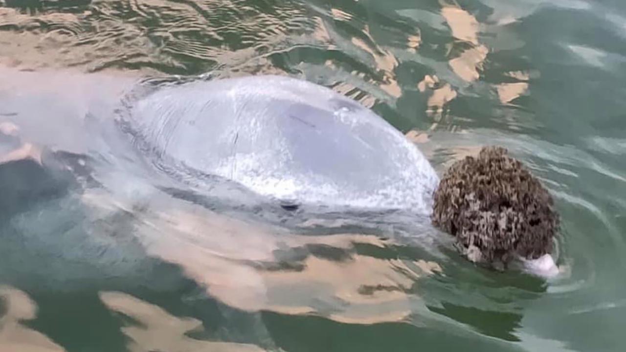 Cafe staff say the dolphins have exhibited these behaviours in the past. Picture: Facebook/Barnacles Cafe &amp; Dolphin Feeding.