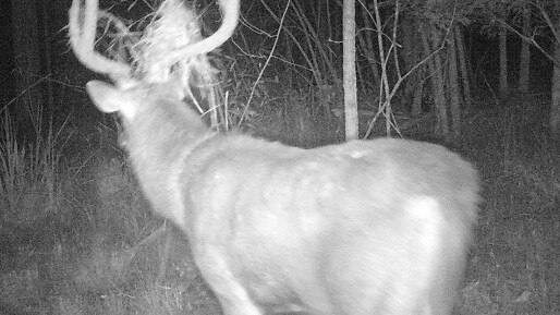 Feral deer captured on cameras in the Gold Coast hinterland. Photograph: Watergum environmental group.