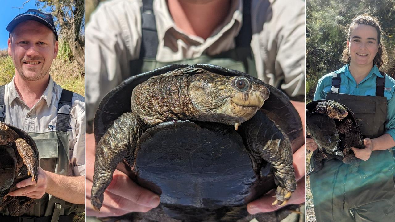 White-throated snapping turtles discovered in Baffle Creek | The Chronicle