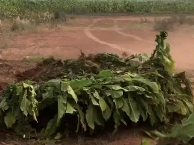 Beverford - March 2021 Officers located a tobacco farm spanning 29.3 acres. They destroyed 183 tonnes of illicit tobacco crops and 140 kilograms of processed tobacco bales, which had a potential excise value of  more than $36.3 million. Source: ATO