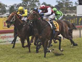 Horse number 7, Jerezana, ridden by Andrew Gibbons, comes in for the win during Race 6, the WHK Ramornie Handicap. Picture: JoJo Newby