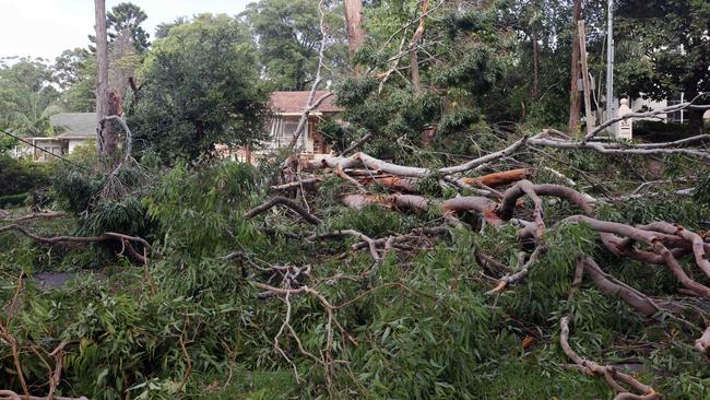 A falling tree has killed a motorbike rider in Bonang. Picture: David Swift