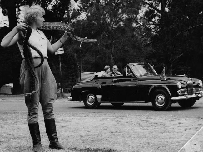 Queen Elizabeth II and the Duke of Edinburgh riding in the back of an open car as they watch Australia's Snake Girl, Shirley Weston, in action during a visit to Melbourne on March 5, 1954. Picture: Central Press/Hulton Archive/Getty Images