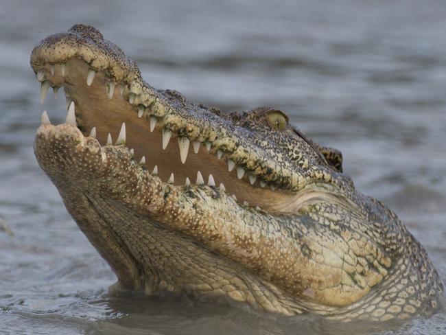 Crocodile, Silversea Kimberley cruise Image supplied by Silversea