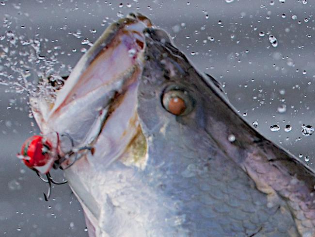 Daniel McCormack hooks up on a 86cm Barramundi in the Archer River in North Queensland, the prize fish put on an aerial display before being released. Picture: Marc McCormack