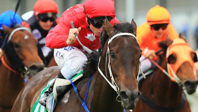 I Am Zelady ridden by Tim Clark wins race 6 during the races at Rosehill Gardens.Pic Mark Evans