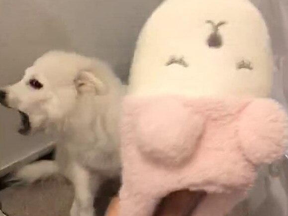 A woman hits her dog with a slipper and uploads the footage to social media site Weibo