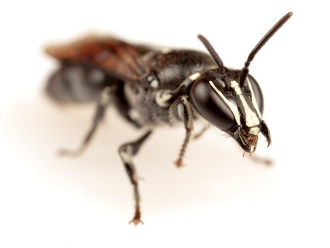 Like a lot of native Australian bees, Pharohylaeus lactiferus is predominantly black.