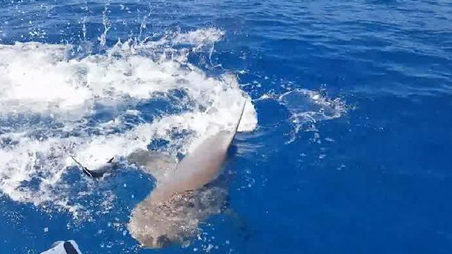 Shark feeding frenzy off Townsville