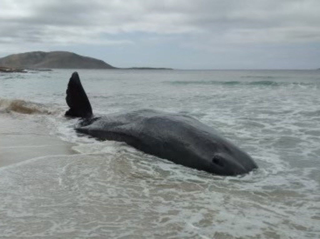 A sperm whale was found stranded along the coast of Tasmania’s Flinders Island. Picture: Supplied / DPIPWE