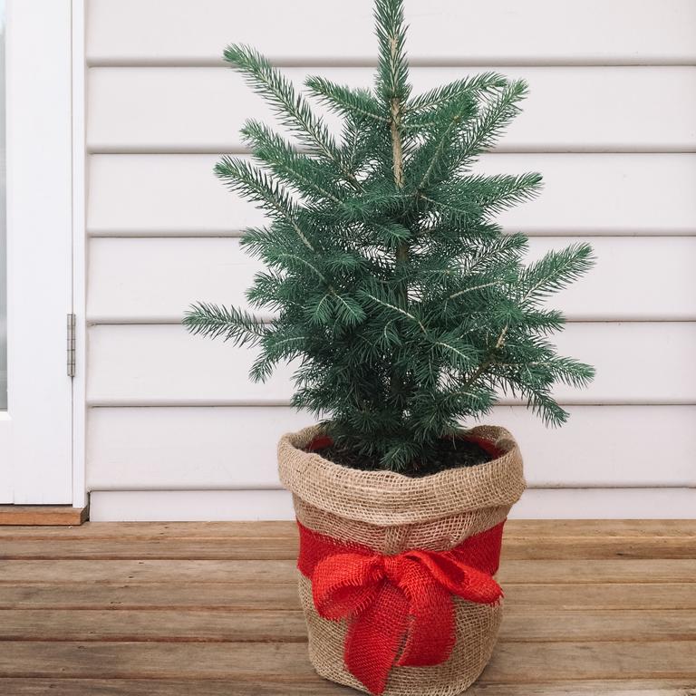 A potted Christmas tree.