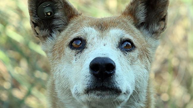 Dingo Attack, Fraser Island. Pic Glenn Barnes