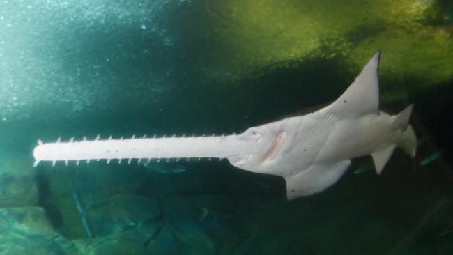 The largetooth sawfish is critically endangered.