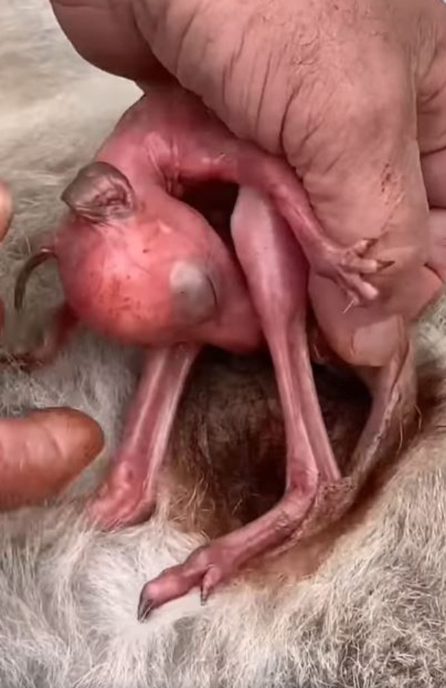 In this still from a video, William Watson from Wildlife Noosa is seen retrieving a pinkie joey from its mother after the kangaroo was killed by a car. Picture: Wildlife Noosa/Facebook