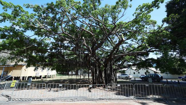 A large weeping fig tree at Freshwater is set to be cut down after 3 different arborists determined that a fungal infection has caused the tree's health to deteriorate. Picture: Brendan Radke