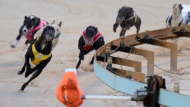 Gosford Greyhounds has been “suspended indefinitely”.