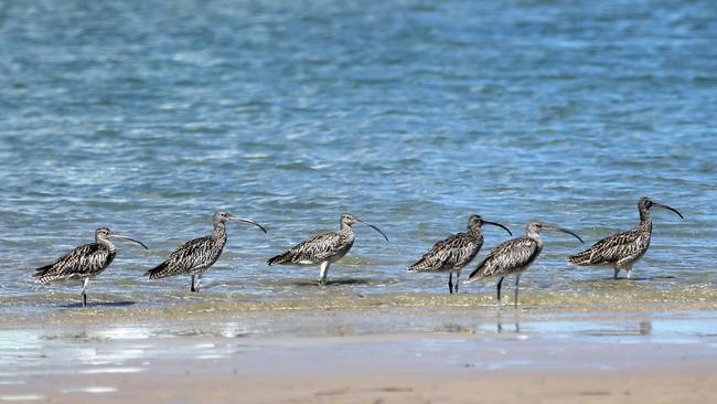 Rare Eastern Curlews on Curlew Island. Picture: Richard Gosling.