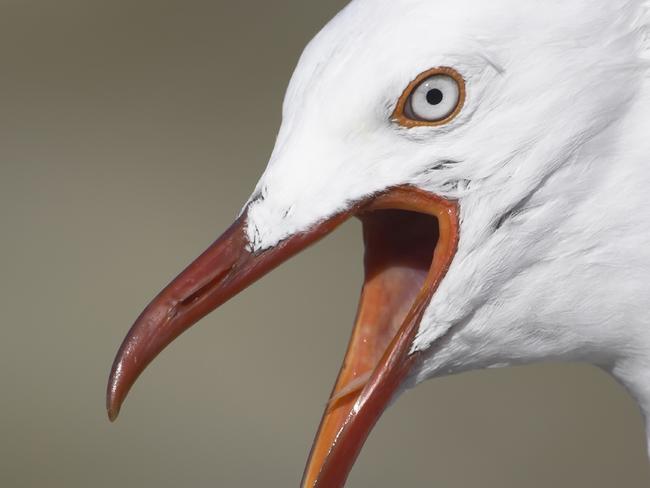 Seagull Squawking, Close Up, Great for a Flier