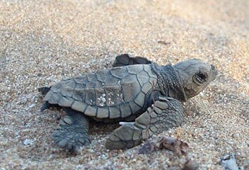 New beginnings ... a baby turtle heads for the sea after hatching on Flinders Beach on the western side of Cape York, Queensland. Picture: John Coomber/AAP