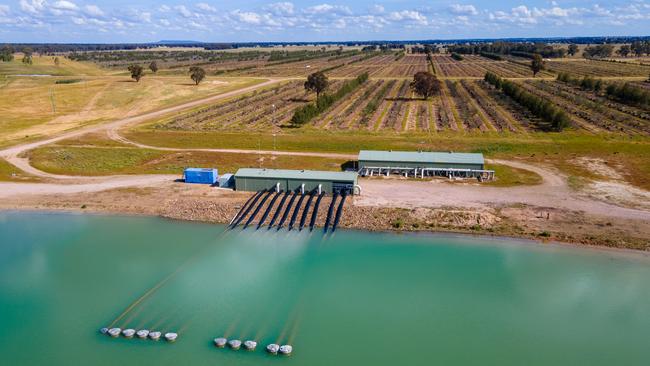 Ferrero is selling its former hazelnut farms near Narrandera in the northern NSW Riverina.
