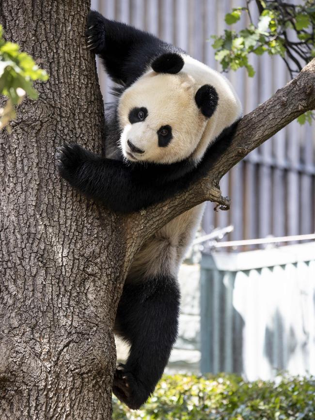 Panda Yi Lan makes her public debut at Adelaide Zoo. Picture: Brett Hartwig