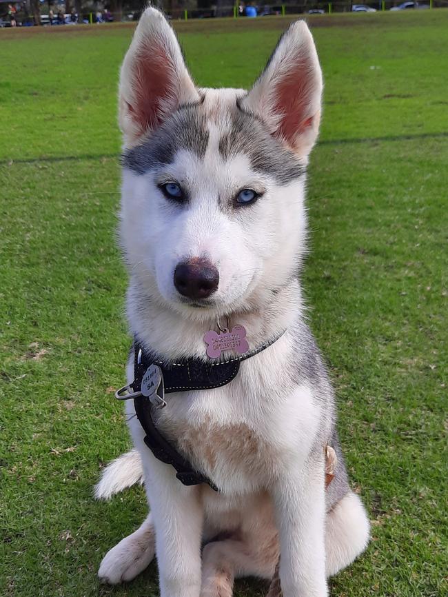 South Australia's Cutest Dogs for 2022. Rebecca Thompson, Mount Barker. Luna