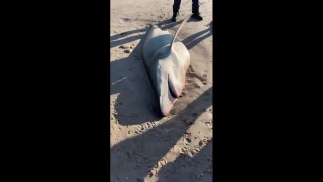 Shark found on Grange beach