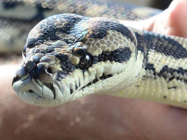 SNAKE BITE: A local has reportedly been bitten by a snake.