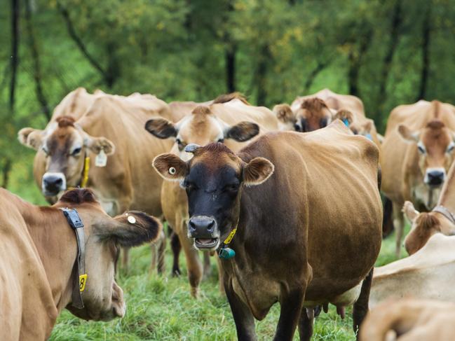 FARM: Gippsland JerseySallie Jones runs Gippsland Jersey and is a powerhouse in the dairy industry, having just opened a new processing plant in East Gippsland and is now making butter on top of her other dairy products.Pictured: Jersey cows on farm at Jindivick. Generic jersey cow. Milk.PICTURE: ZOE PHILLIPS