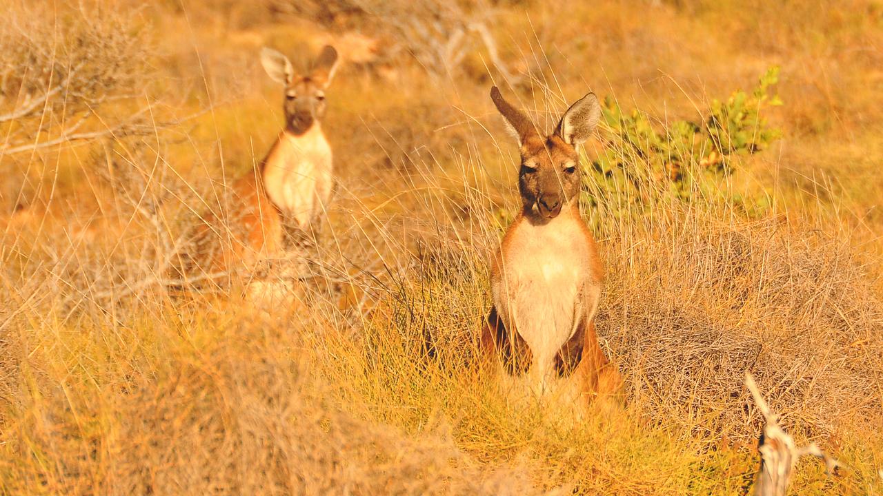 Kangaroos were absolutely everywhere on this trip. The fellas were in Cape Range National Park.