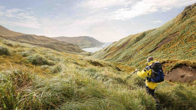 Macquarie Island. Picture: Ryan Osland