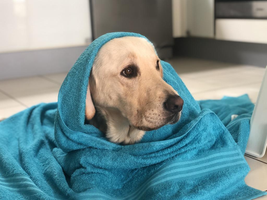George was a Guide dog puppy who became our pet due to his hay fever. Picture: Mariam Hashemiz