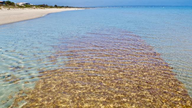 The Carrum foreshore is chock full of them.