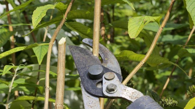 Pruning trees near powerlines is a job for the experts says Energy Safe Victoria. Picture: supplied