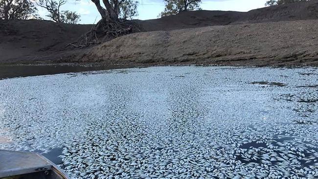 Dead fish floating on the Darling river in Menindee in 2019. Picture: Robert Gregory