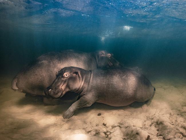 A hippopotamus and her two offspring rest in a shallow lake in South Africa’s Kosi Bay. The photographer spent two years visiting the hippos to get them accustomed to his boat and was able to capture this image in just 20 seconds. Picture: Mike Korostelev/Wildlife Photographer of the Year