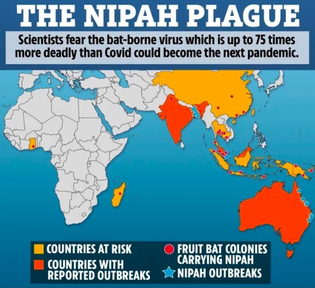 Nipah Virus 75 Times More Deadly Than Covid May Be Next Pandemic | News ...