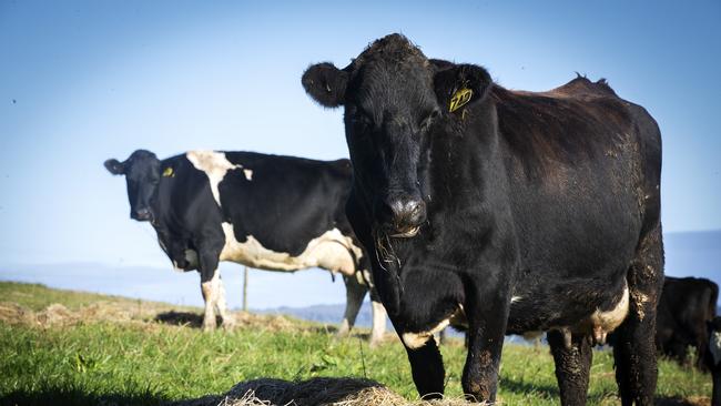 Confidence boost: According to the National Dairy Farmer Survey, 44 per cent of farmers are positive about the industry’s future.