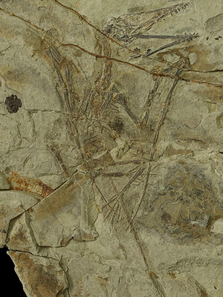 A young pterosaur and the pellet (dark brown circle, left) of fish scales it regurgitated shortly before its death have been preserved in stone for more than 100 million years. Credit: Jiang Shunxing et al. / Philosophical Transactions of the Royal Society B, 2022