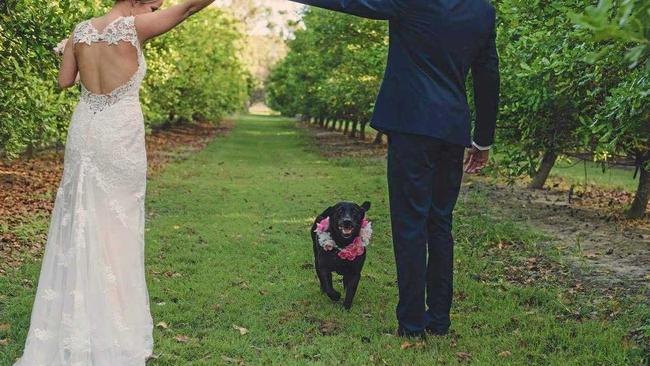 A DOG&#39;S LIFE: Amy and Tristian Wright adopted Echo and decided to make her part of their recent wedding ceremony.