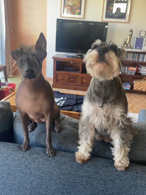 Ruby the hairless miniature schnauzer and sister Luna.