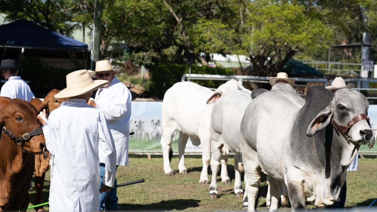 Cattle judging at the Gympie District Show 2023. Picture: Christine Schindler