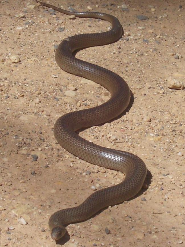 The eastern brown snake is a common culprit in snakebites on humans and domestic pets.