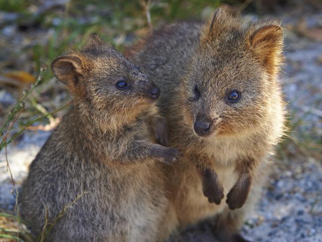 Quokkas on Rottnest Island. Picture: Tourism Western Australia