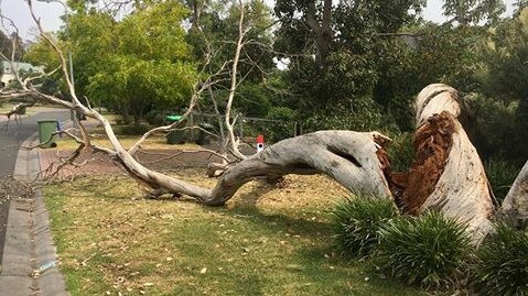 The large dead tree fell in Silkhorn Cres, Mt Martha.