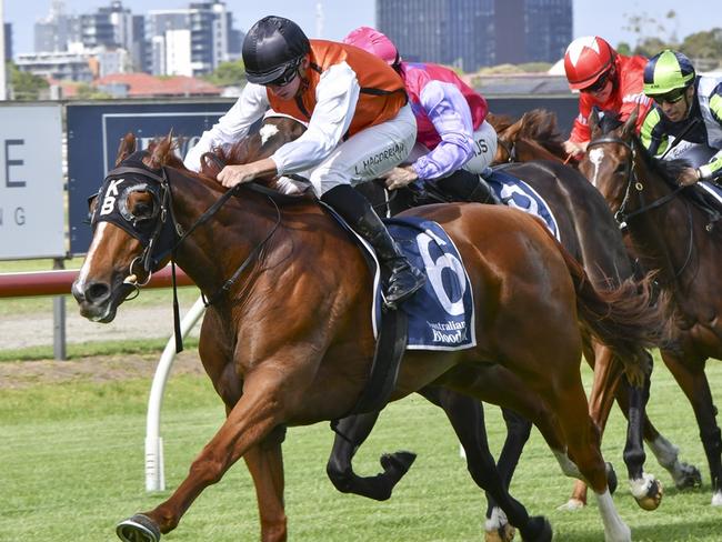 Fioprospero can pick up a well earned win at Wyong on Thursday. Picture: Bradley Photos